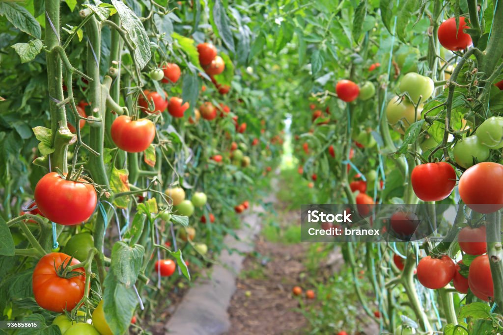 Ripe Tomatoes in a greenhouse